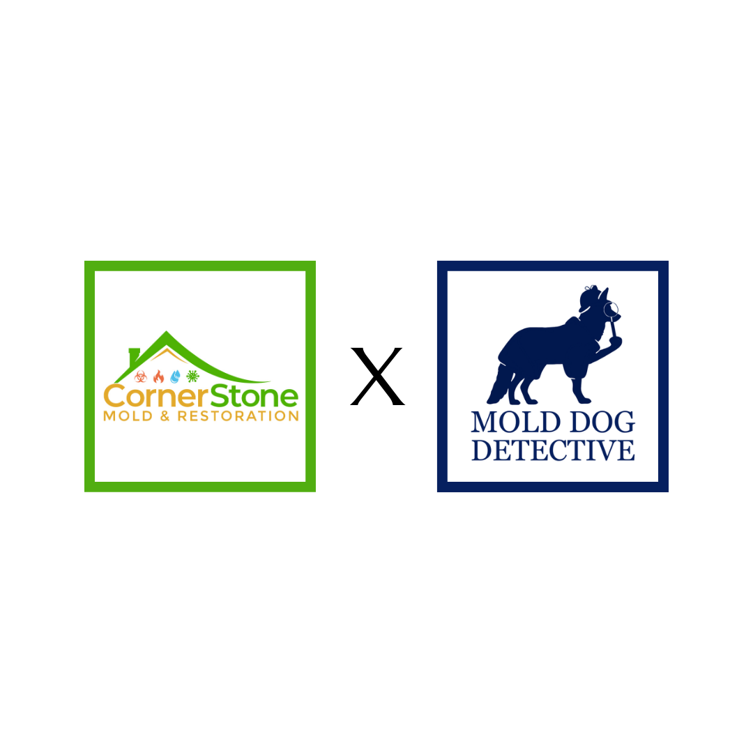 Cornerstone Mold x Mold Dog Detective